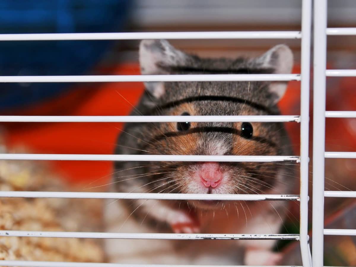 10. Ensure that your hamster cage has a deep plastic base to accommodate their climbing and digging habits.