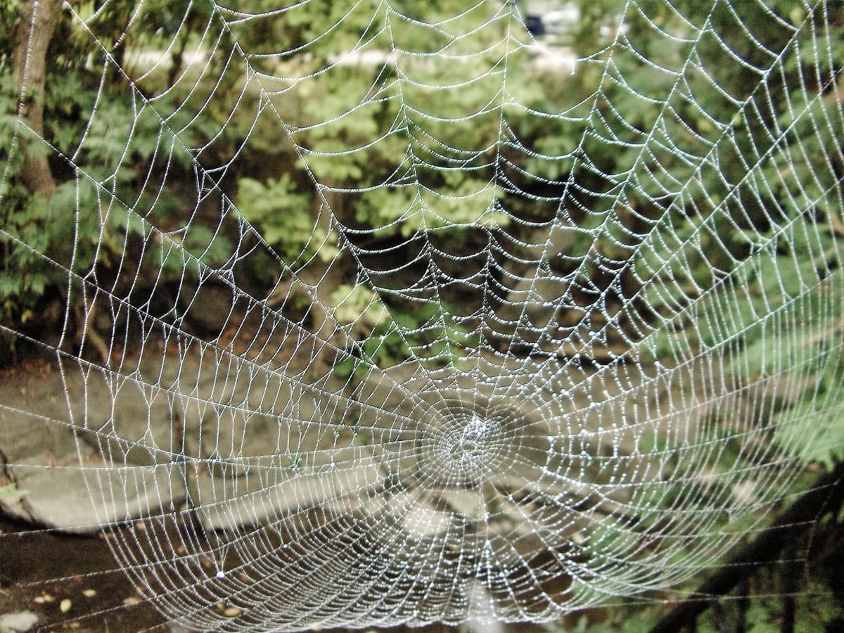 New Artificial Spider Silk: Stronger Than Steel and 98 Percent Water, Innovation