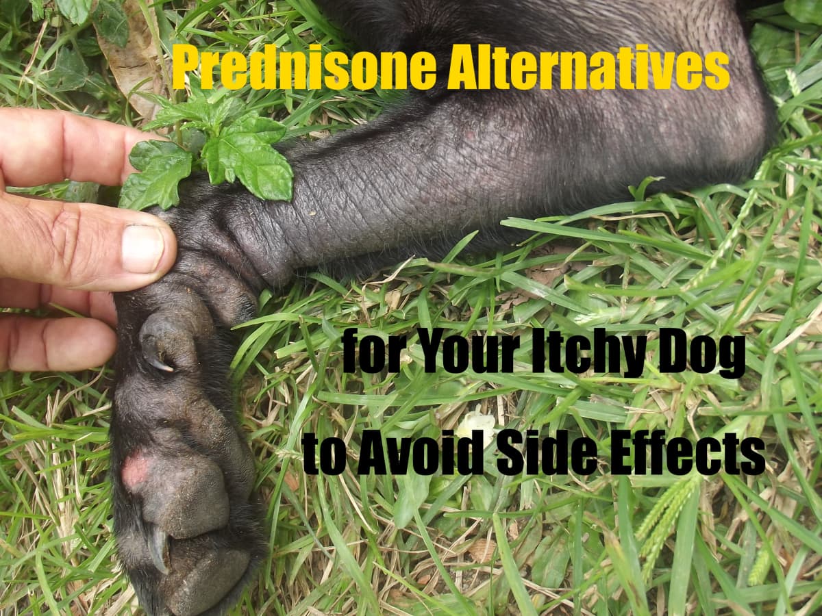 how long can a dog be on prednisone for allergies