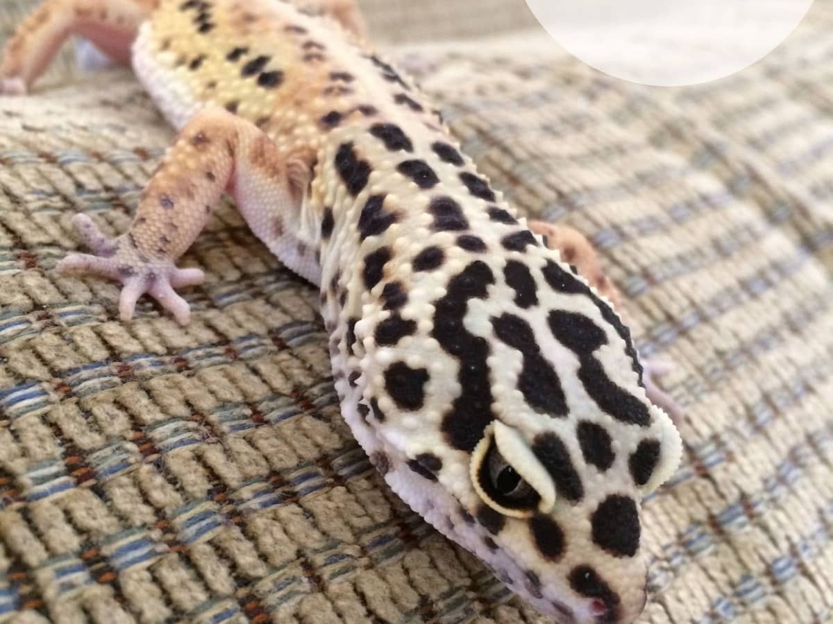 150 Cute And Clever Names For Your Pet Lizard Pethelpful