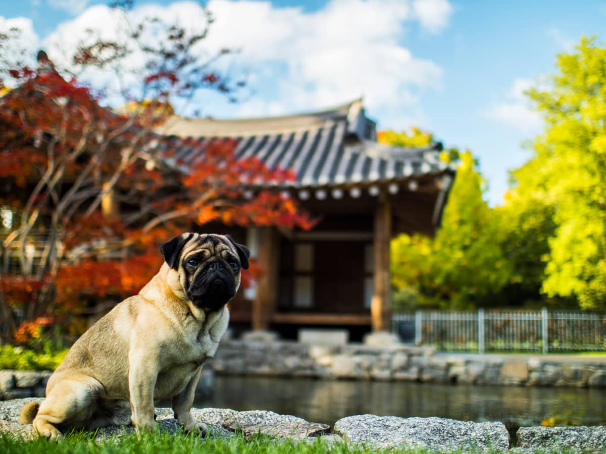 what are pugs called in china