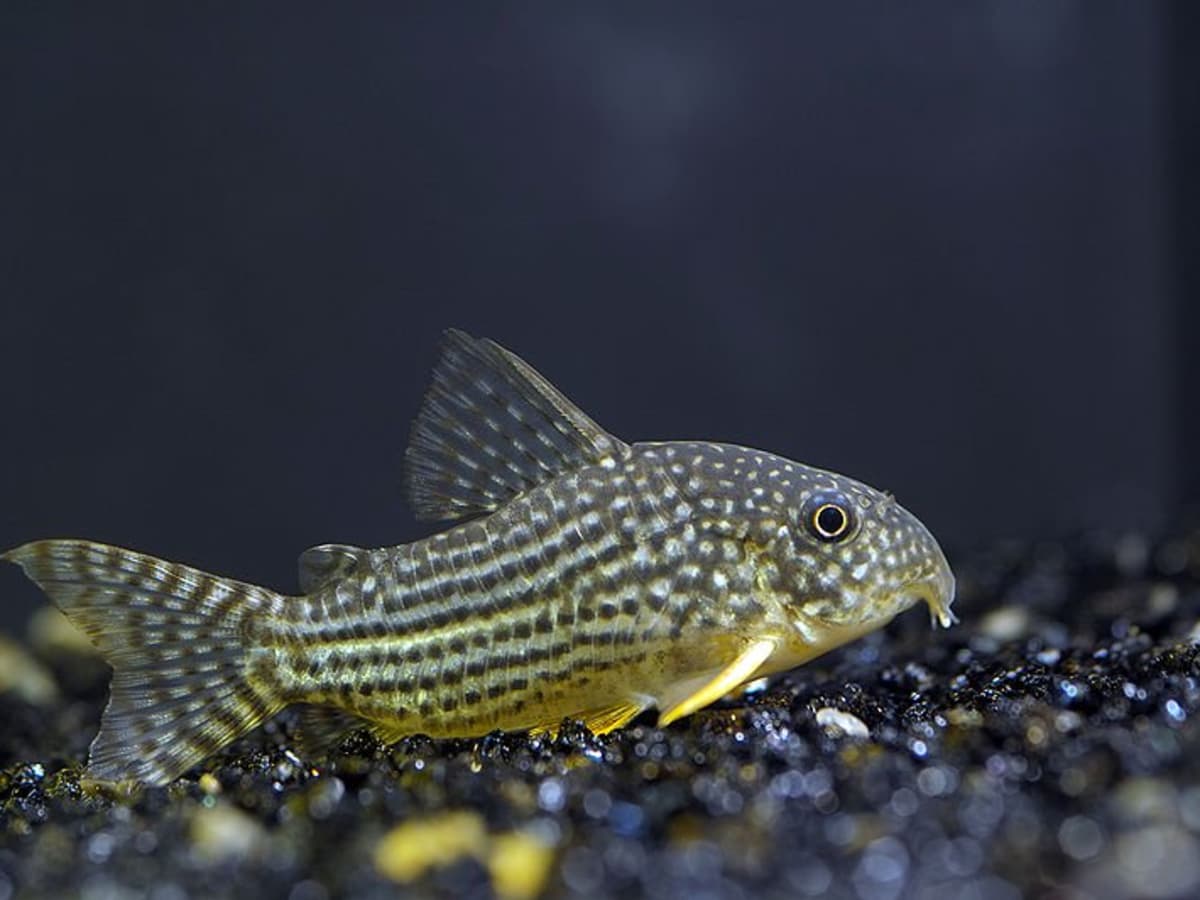 10 Best Fish for a 20-Gallon Tank (Plus Bonus Critters) - PetHelpful