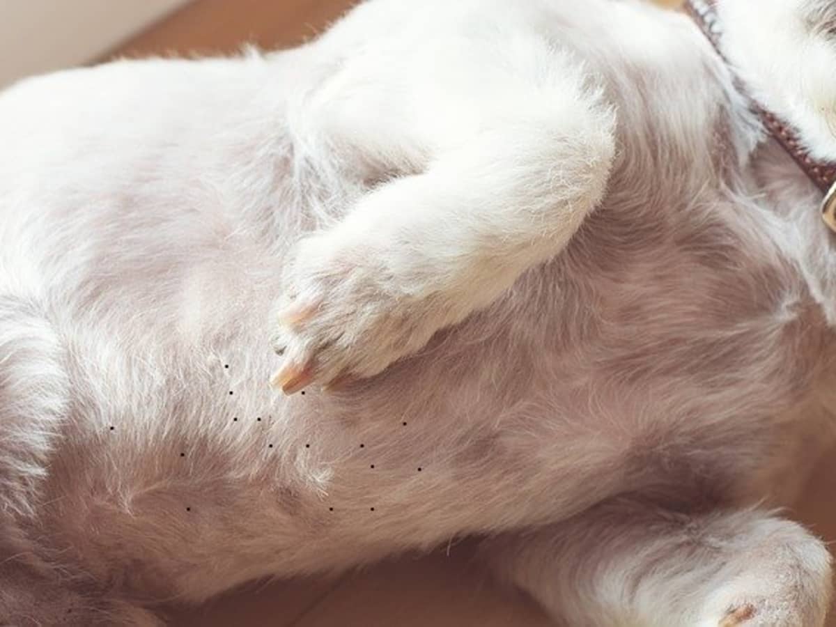how to treat black spots on dogs skin