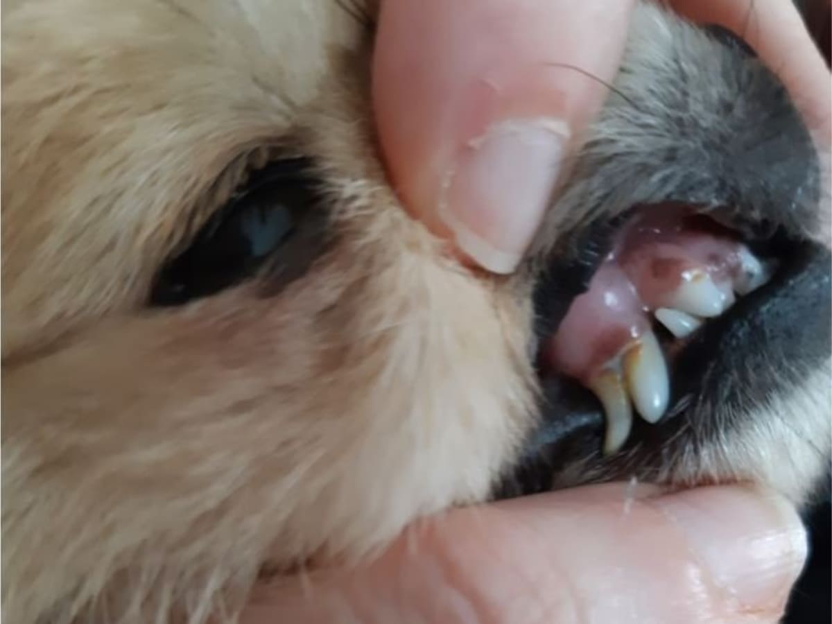 what age do canine teeth fall out