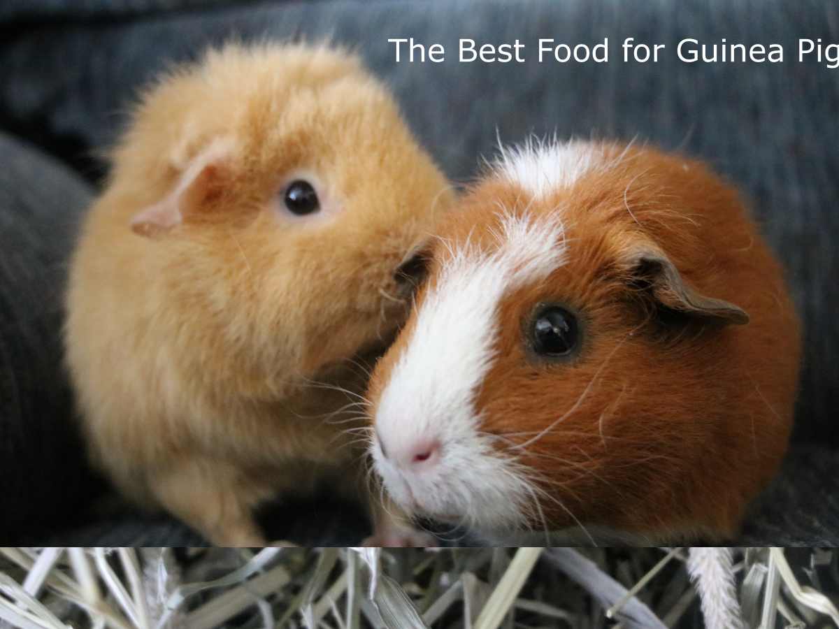 dangerous foods for guinea pigs