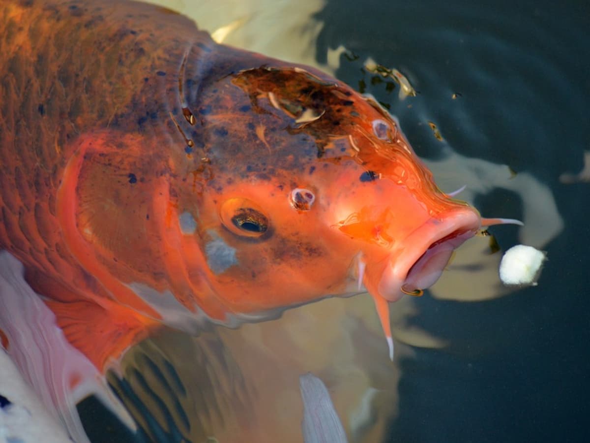 How To Feed Adult Koi Fish - Pethelpful