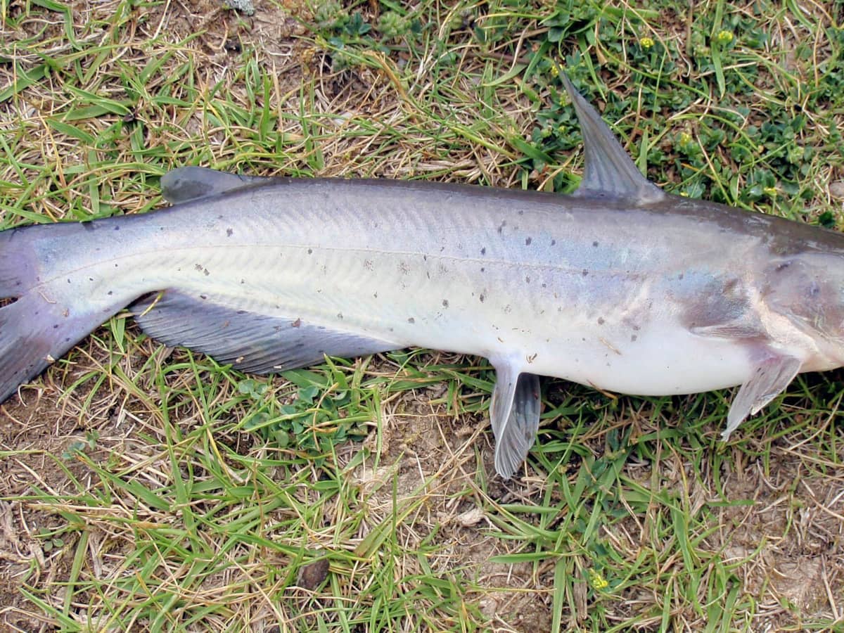 Tips for Catching Channel Catfish With Chicken Liver Bait - SkyAboveUs