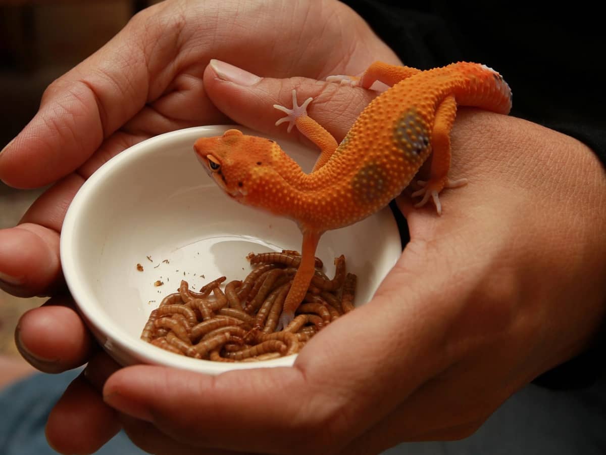 Top 5 Weird Stories and Facts About Geckos - PetHelpful