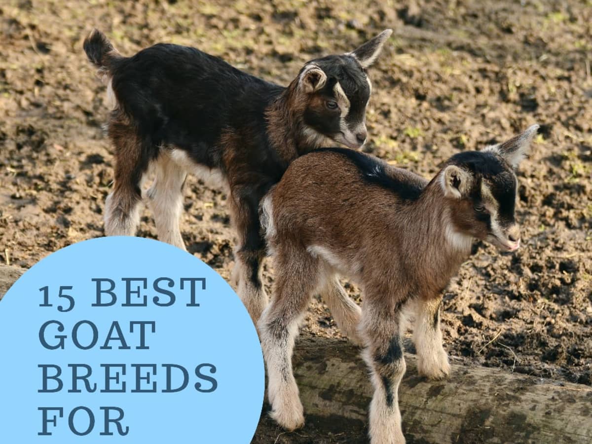 15 Best Goat Breeds for Pets - PetHelpful