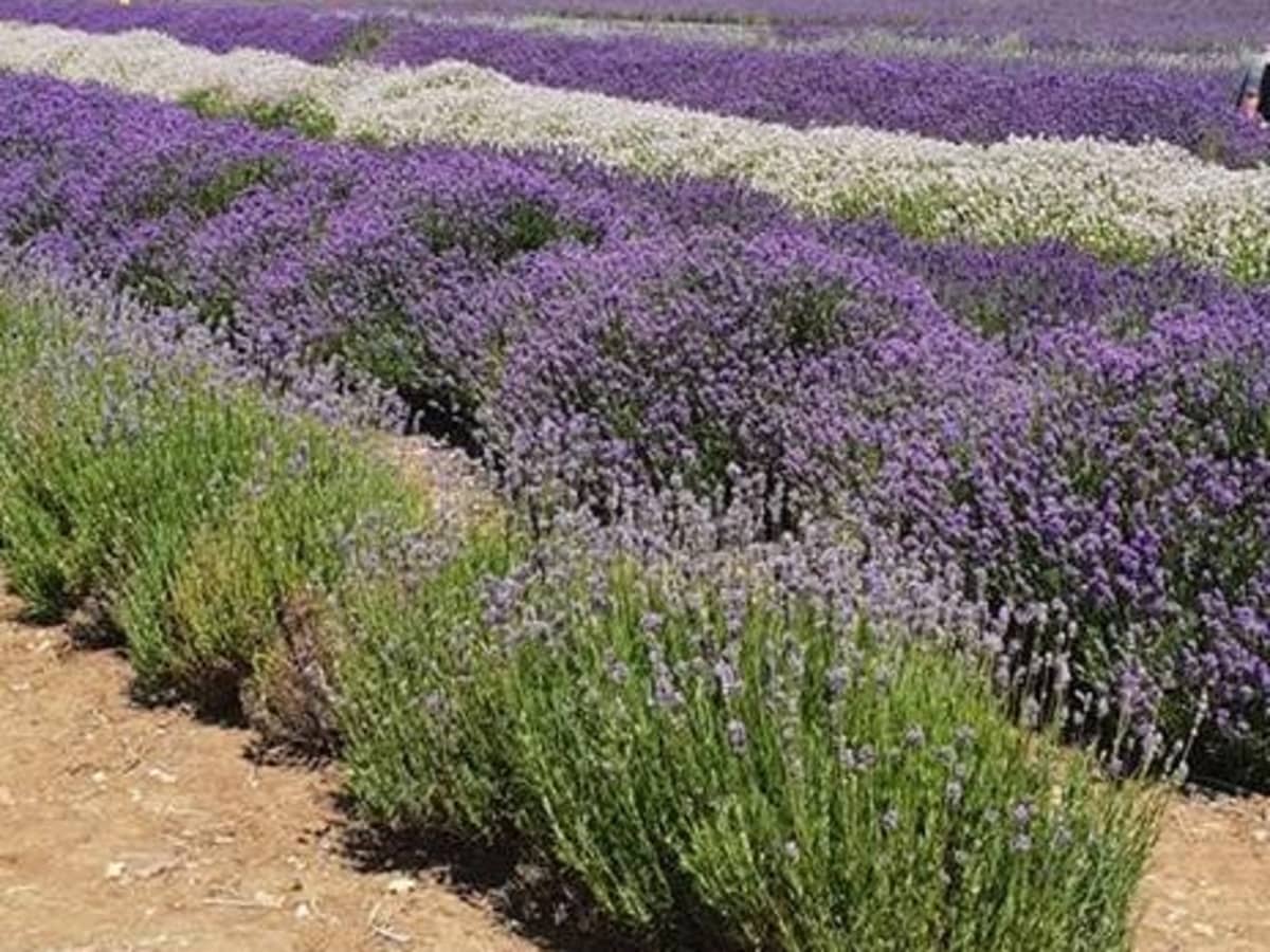 Cotswolds Jumbo Fridge Magnet Summer Daises in a Lavender Field 