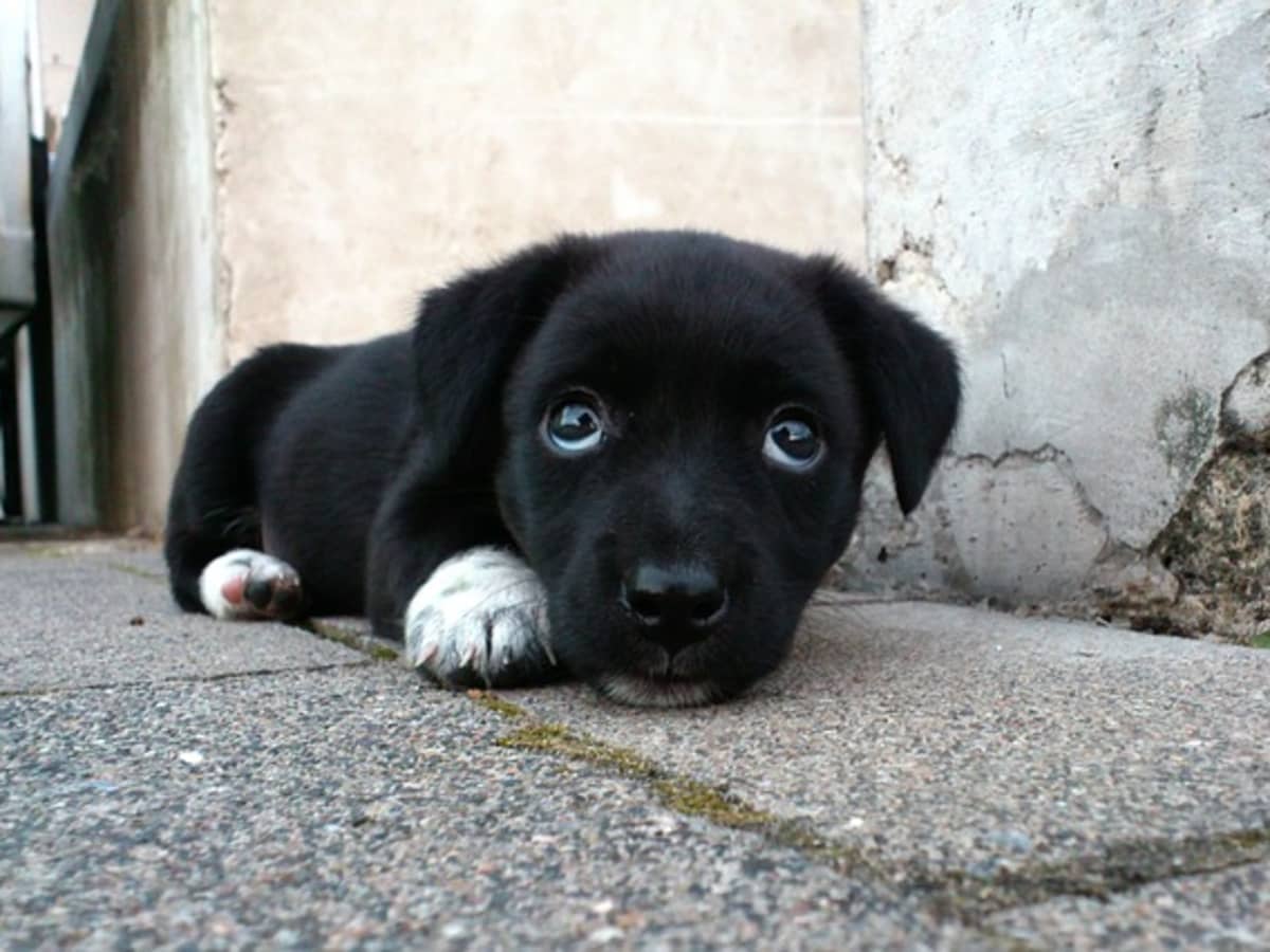 black puppy white chest