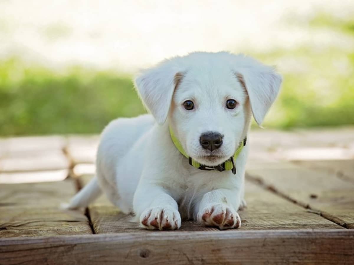 what is the name of small white dog
