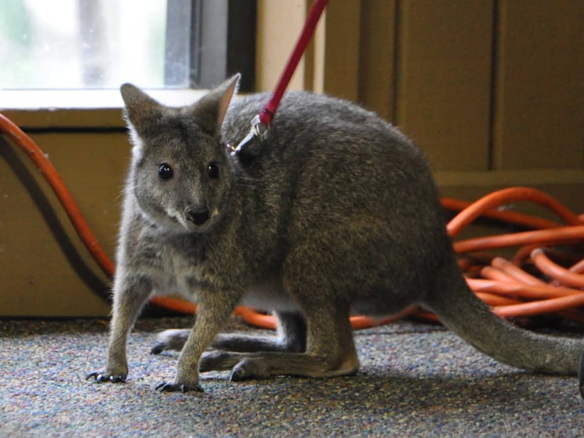 Pet Wallaby Care A Comprehensive Care Guide for Beginners