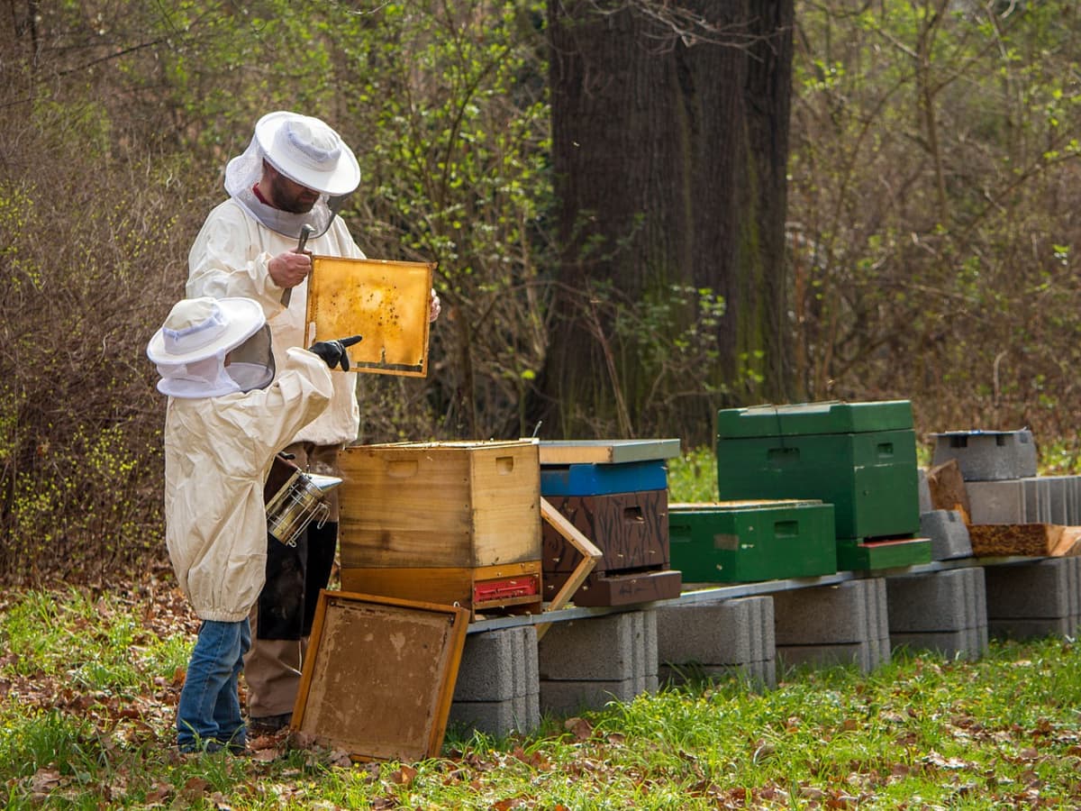 Why Beekeeping is more than Just a Hobby: Discover the Hidden Benefits - Culinary Benefits