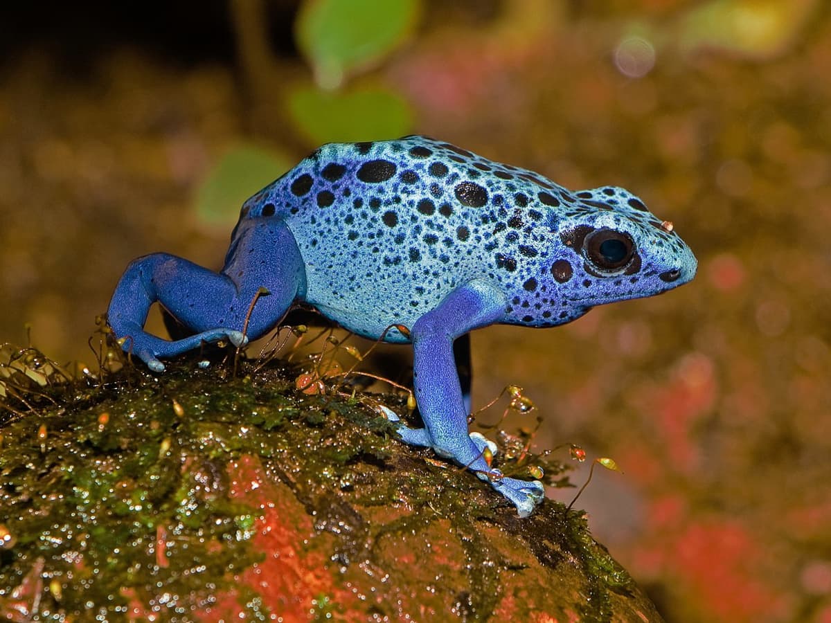 6 Colourful Frog Species: Facts About Attractive Amphibians - Owlcation