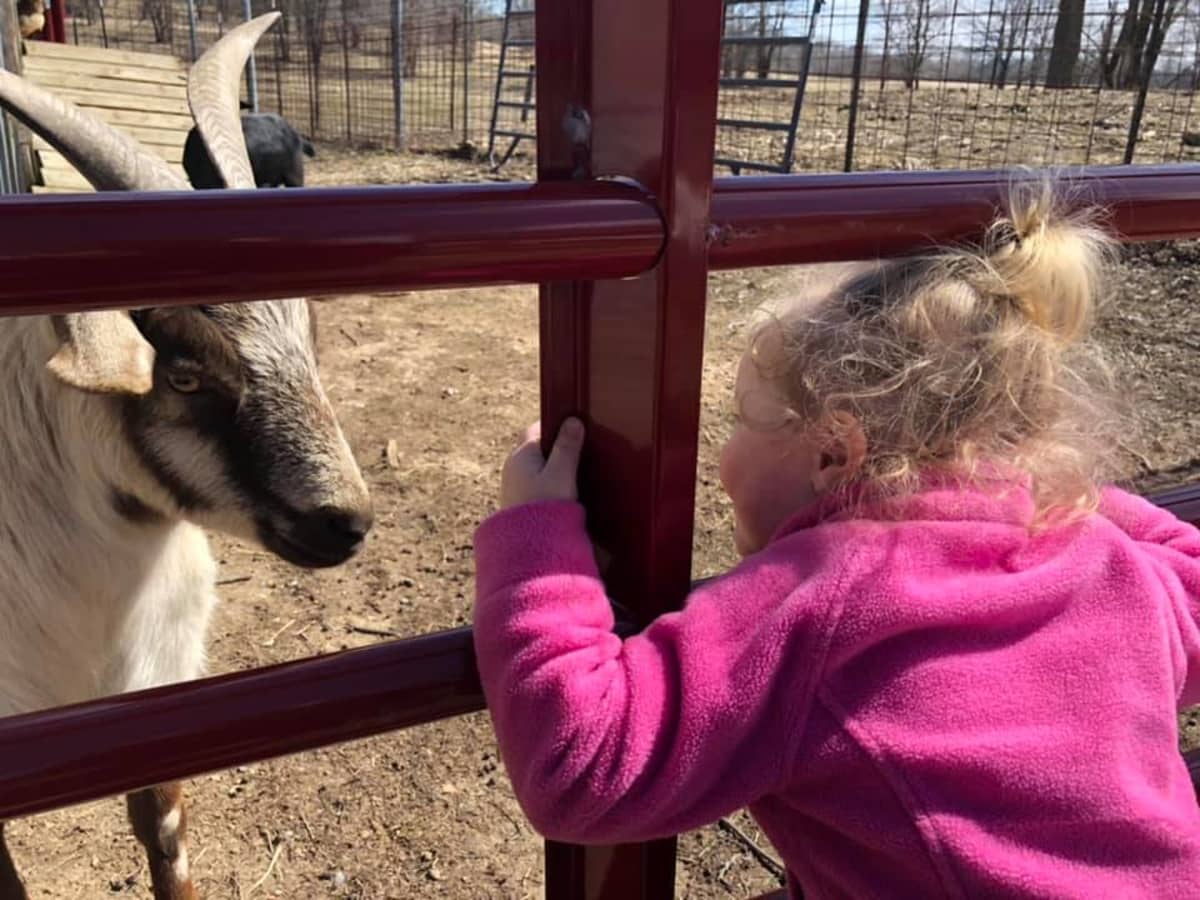 Goat Accents: Do They Have Them and Why? - Backyard Goats