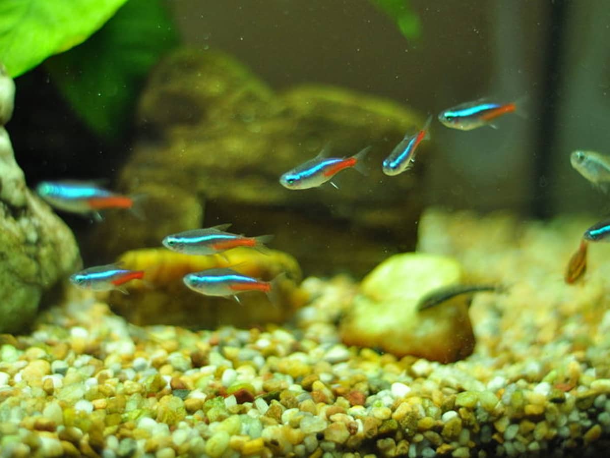22 Small Aquarium Fish Species for Your Freshwater Tank