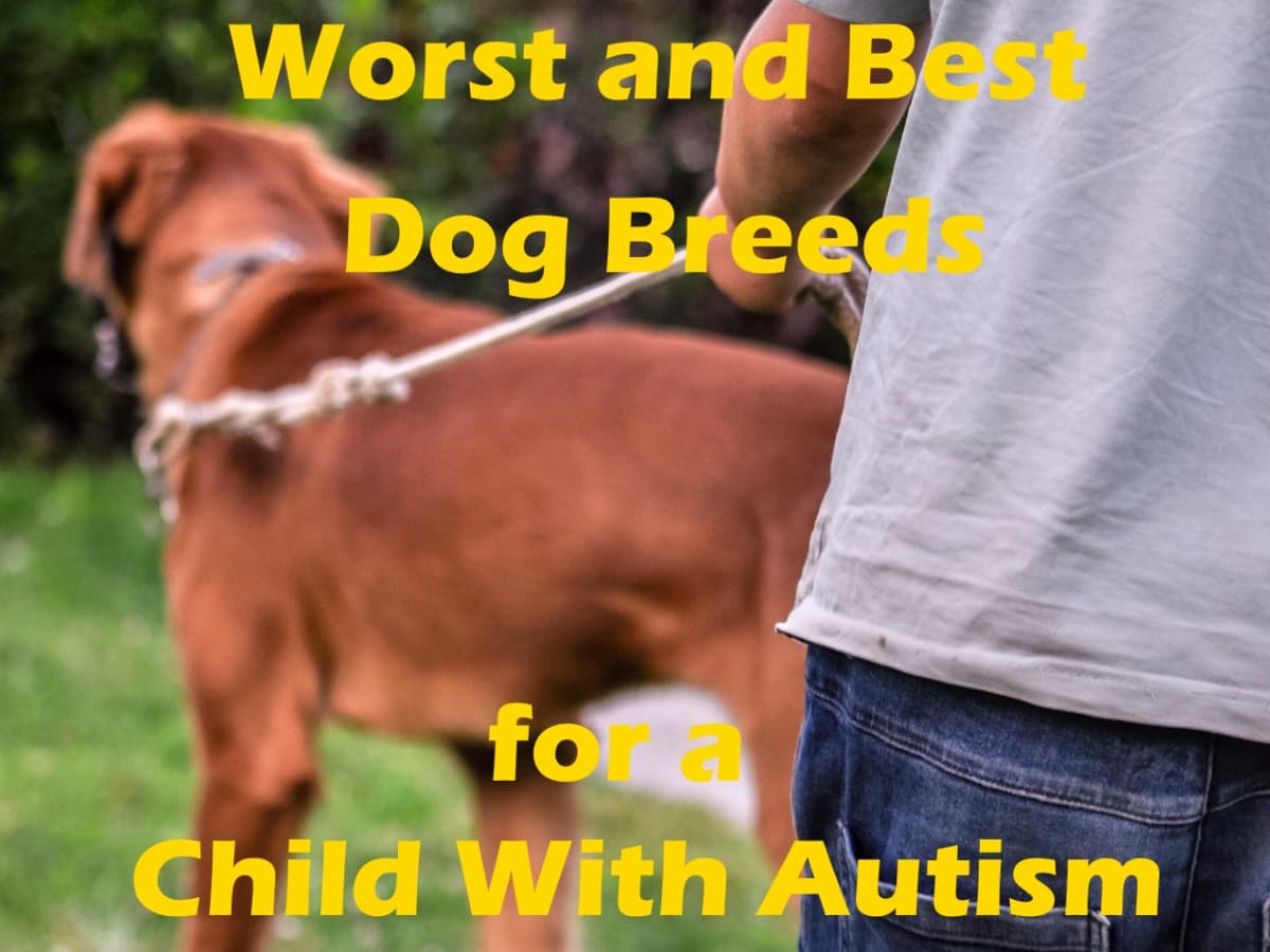 is there such a thing as autism in dogs