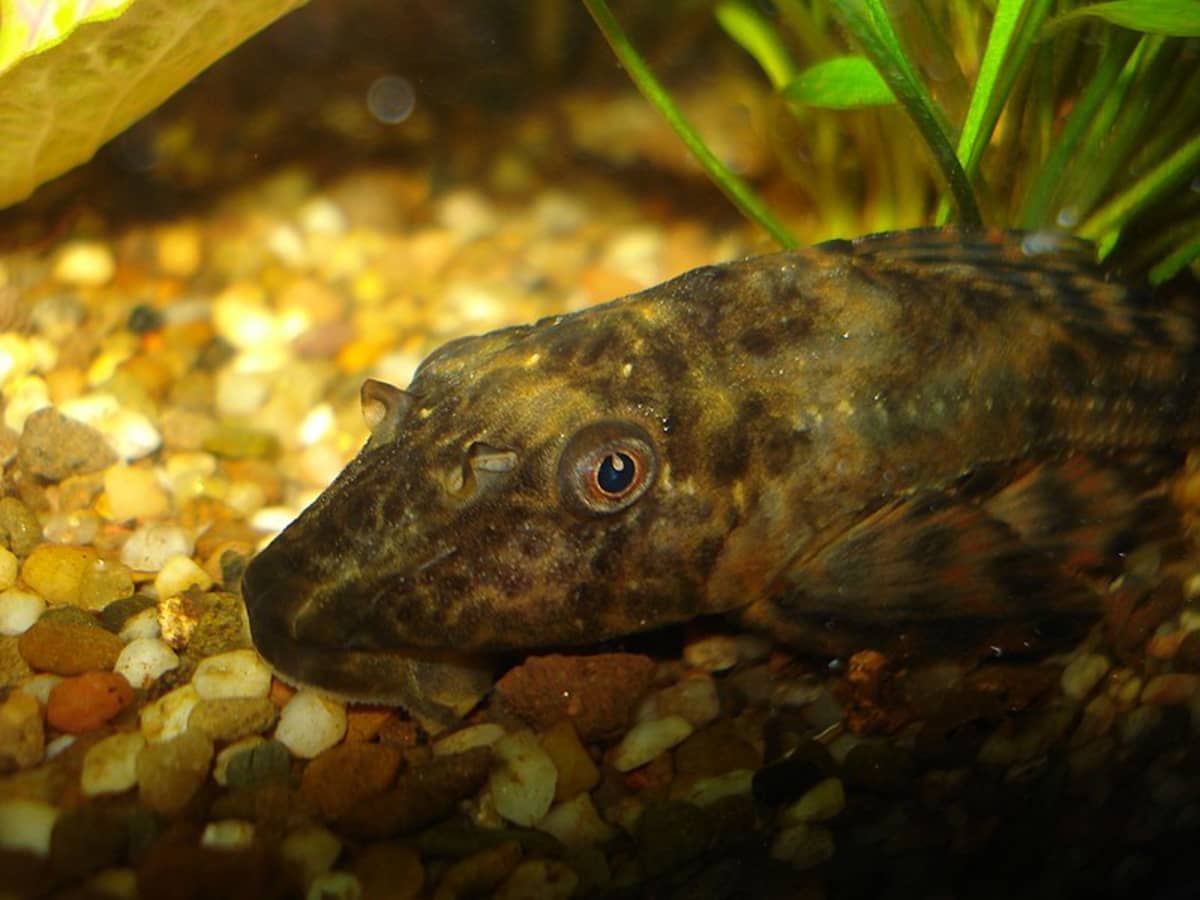 Common Plecostomus Fish Care, Size, Tank Mates, and Lifespan - PetHelpful