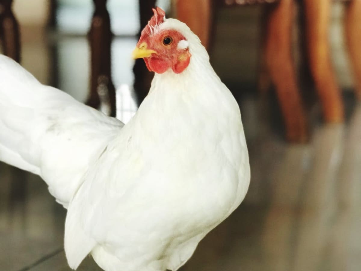Keeping Chickens in the House - PetHelpful