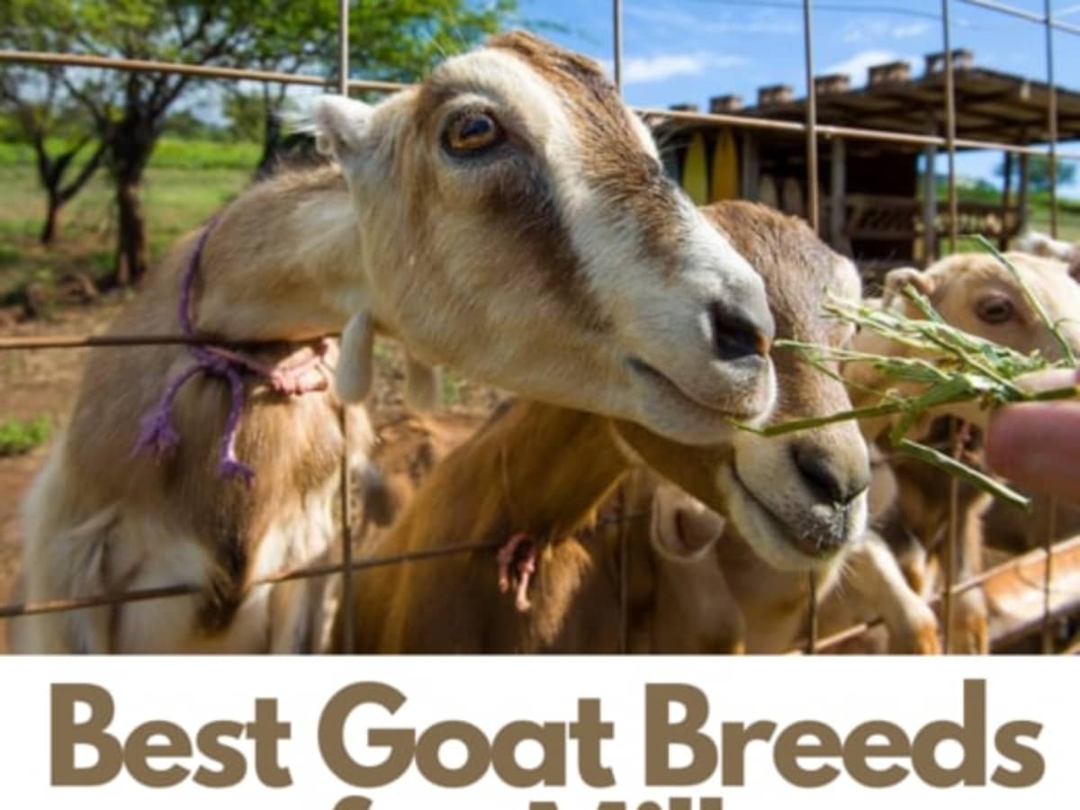 25 Best Dairy Goat Breeds: Goats for Milk - PetHelpful