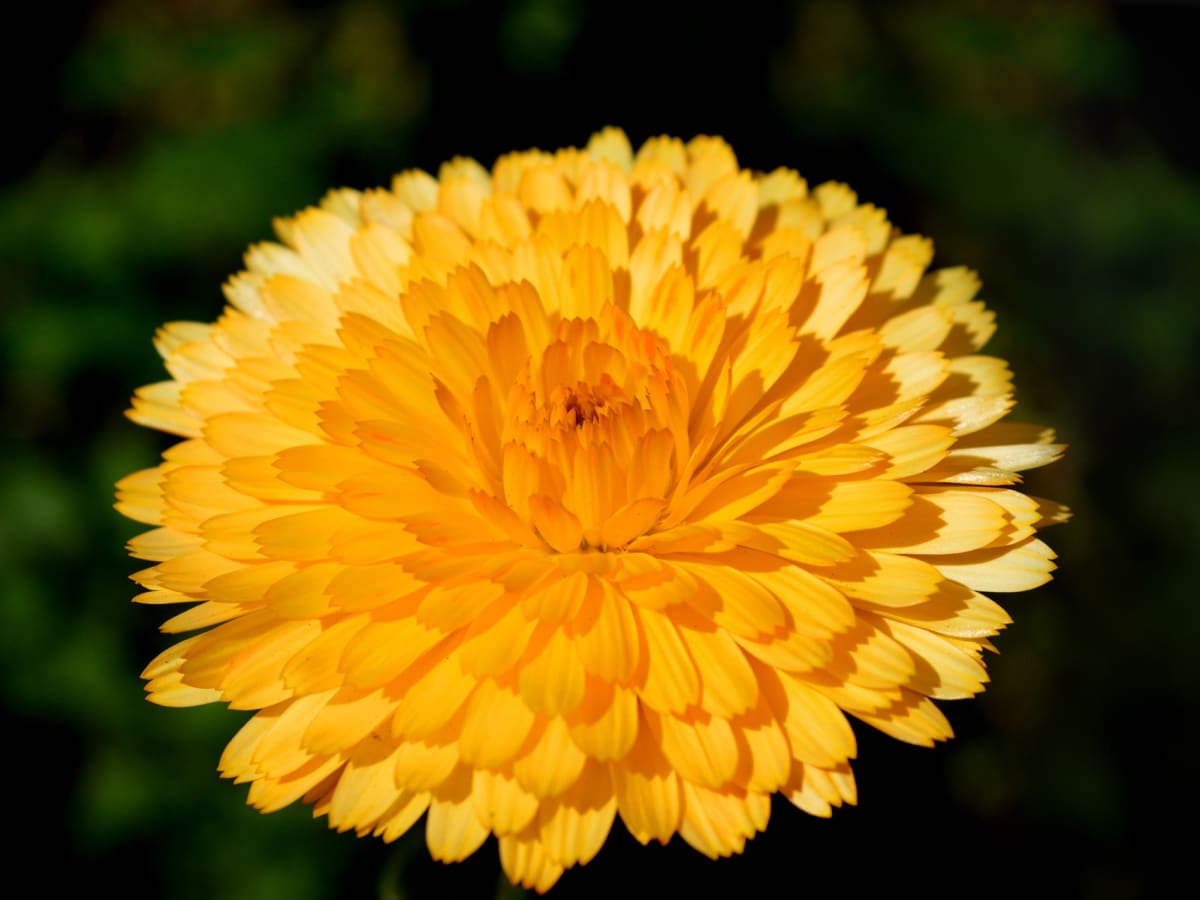 10 Flower Names In German For English Readers Owlcation