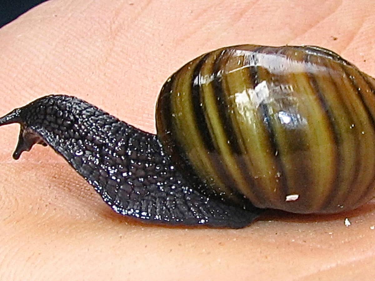 giant african snail pet