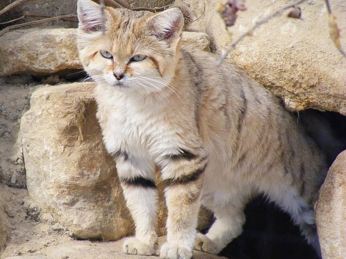 The Sand Cat A Small And Beautiful Animal Of The Desert Owlcation