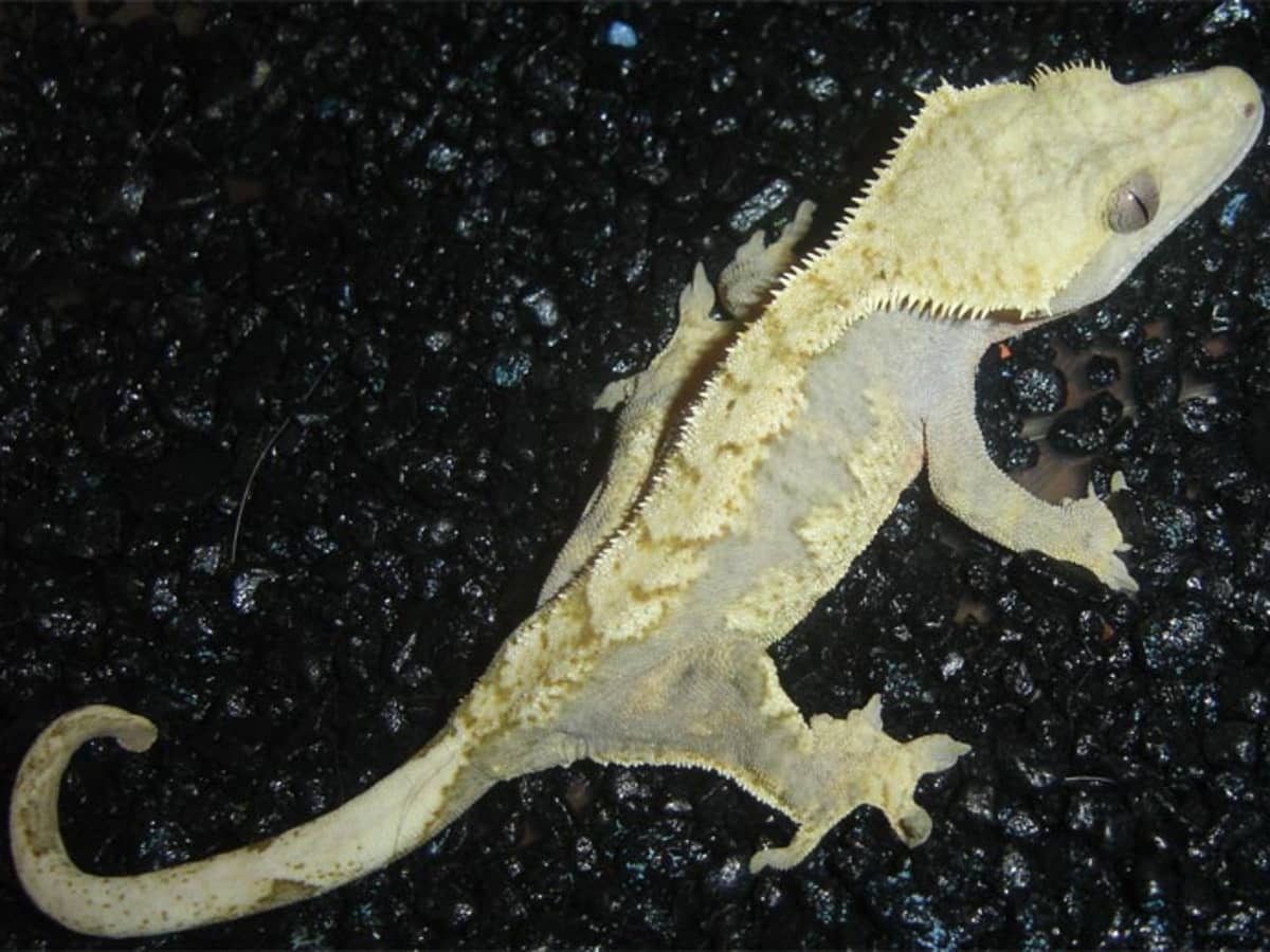 Trumpet Pod Bearded Dragon Crested Gecko Reptile Lizard Snake ball python iguana 