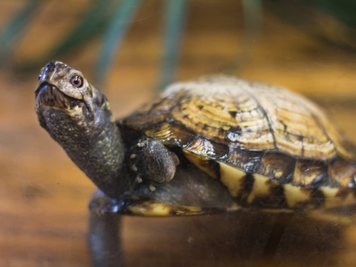 12 Reasons Not to Buy a Pet Turtle or Tortoise
