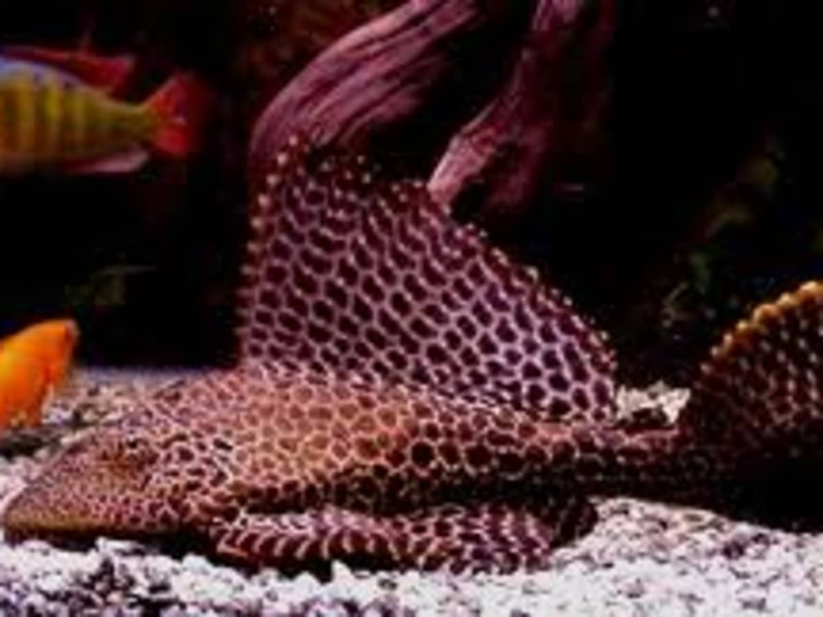 How to Choose the Right Plecostomus (Pleco) - PetHelpful