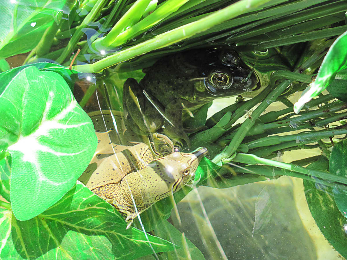 Finding Mini Frogs: These Aren't Babies, They're Just Little - Cool Green  Science