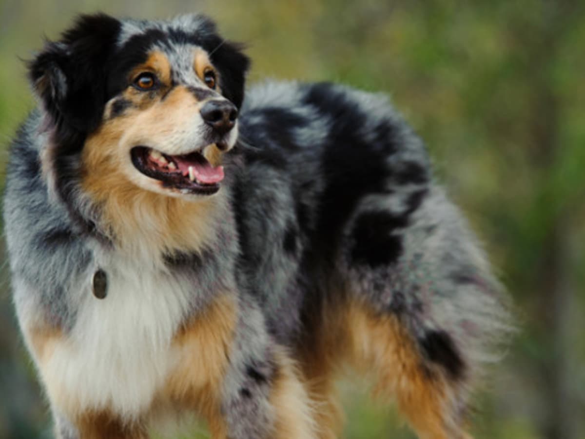 Australian Shepherd Facts - Wisdom Panel™ Dog Breeds