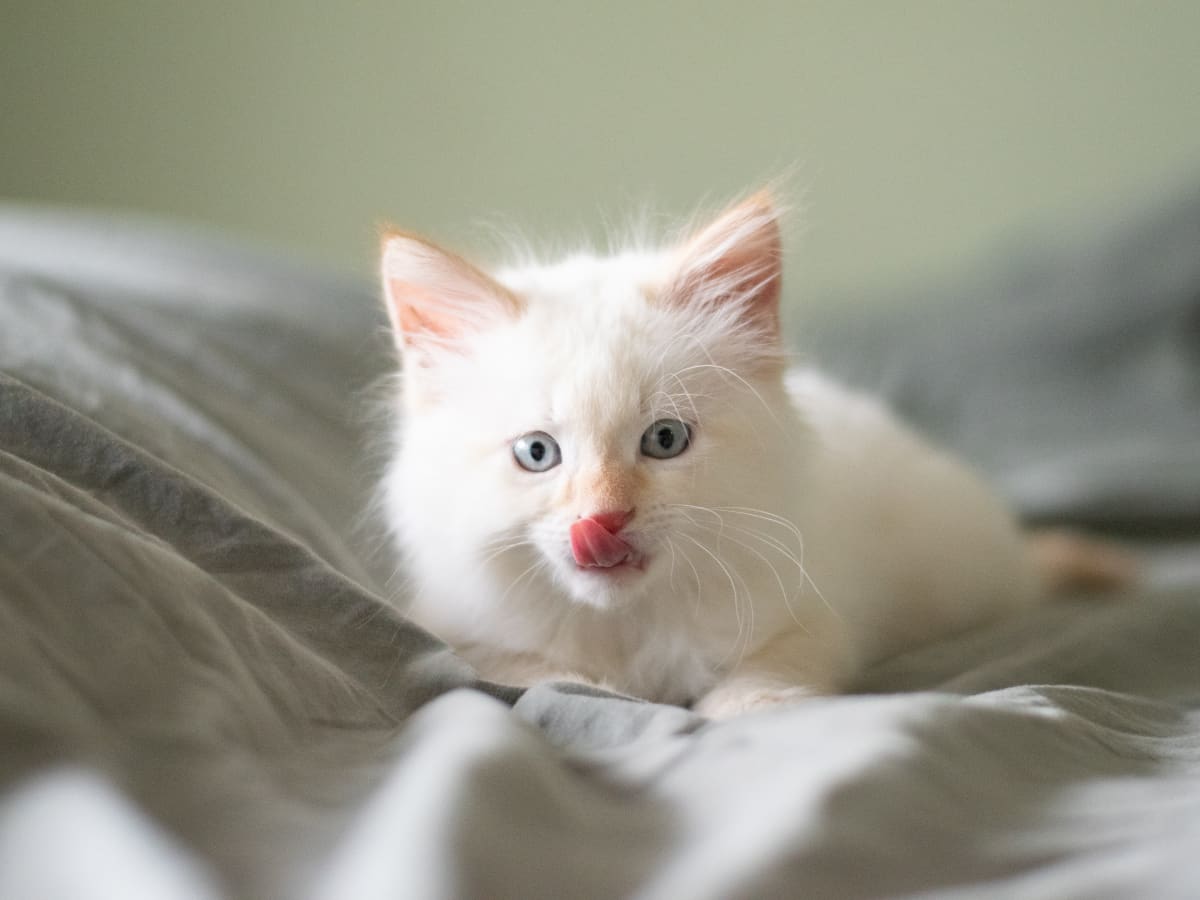 100+ Unusual and Unique Names for White Cats and Kittens - PetHelpful