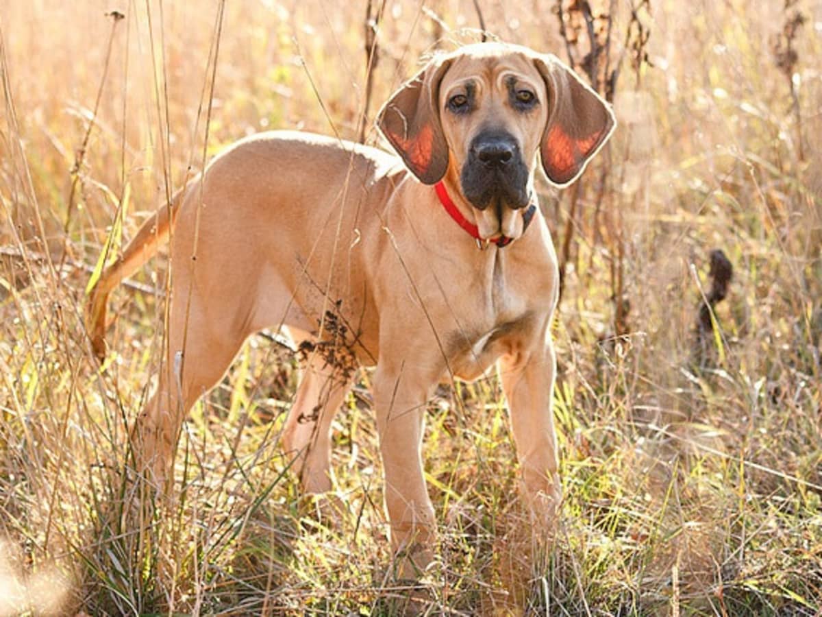 THE FILA BRASILEIRO DOG - THIEF NEED TO THINK TWICE BEFORE ENTERING INTO  YOUR HOME 