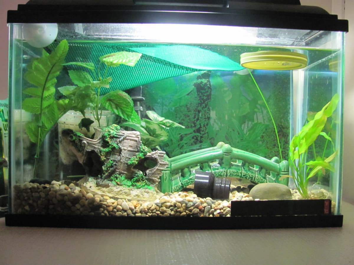 How to Wash Plastic Fish Tank Plants: Cleaning Aquarium Decorations -  PetHelpful