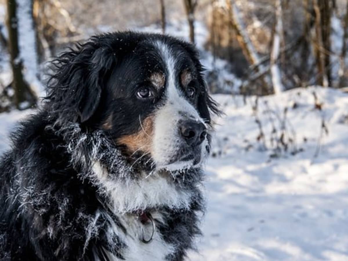 A Brief History of the Swiss Mountain Rescue Dog