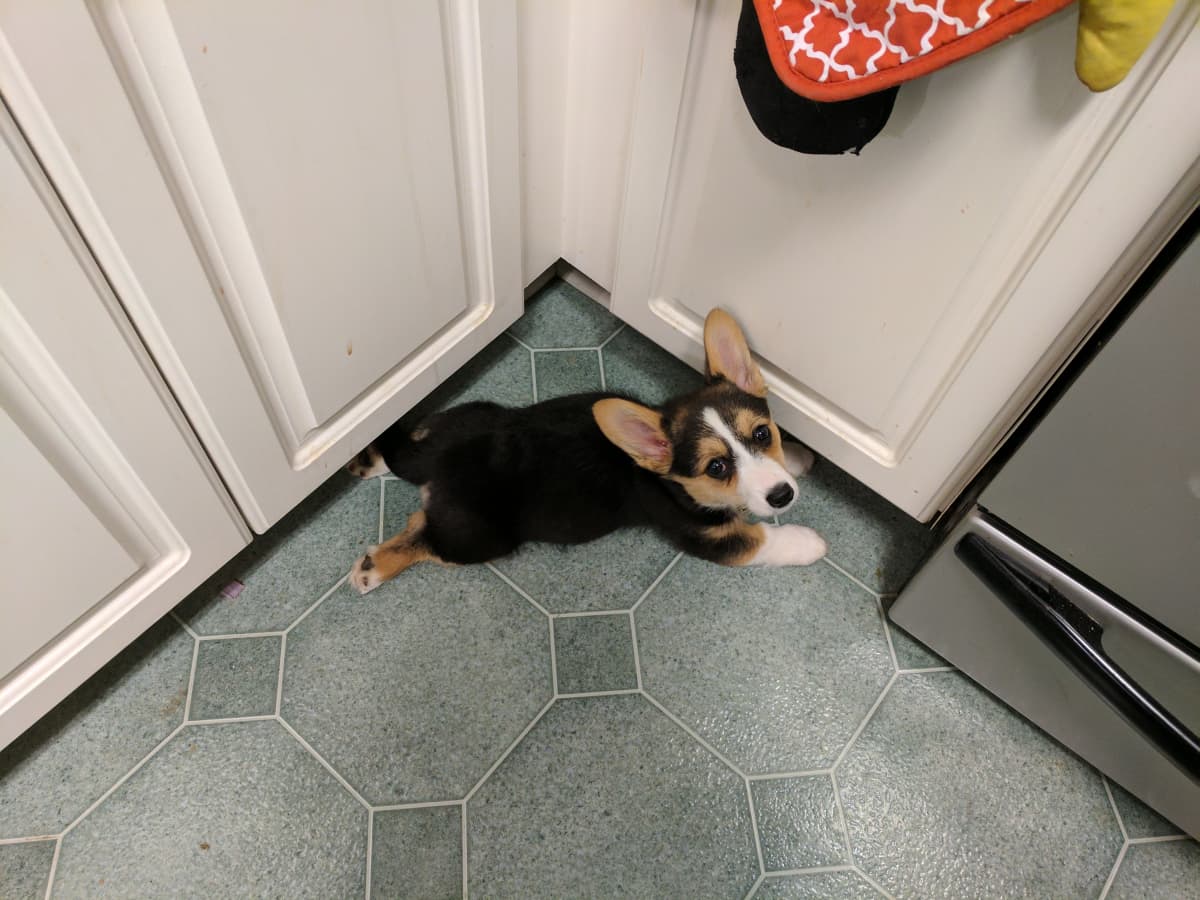 Best toys for curbing a corgi's herding instincts? : r/corgi