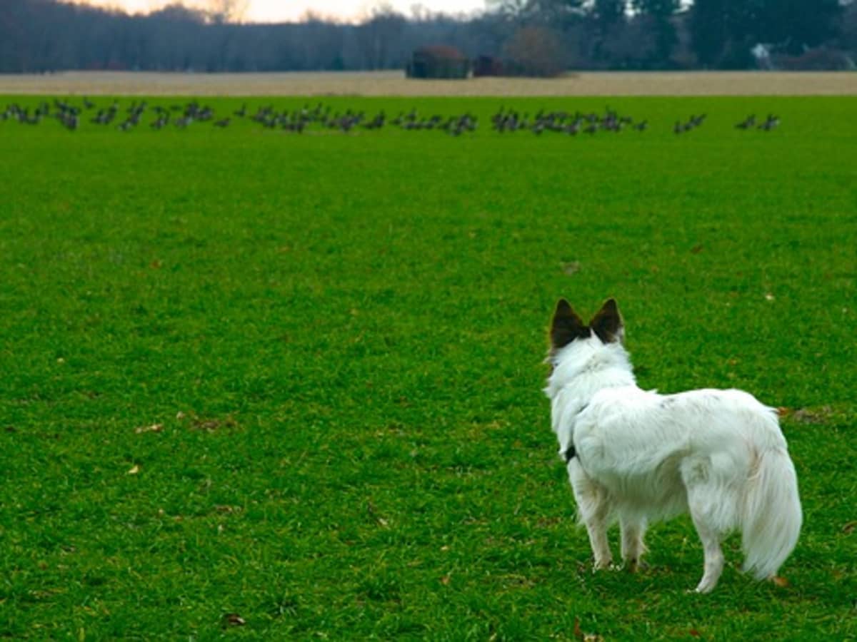 is it illegal for dogs to be off the lead