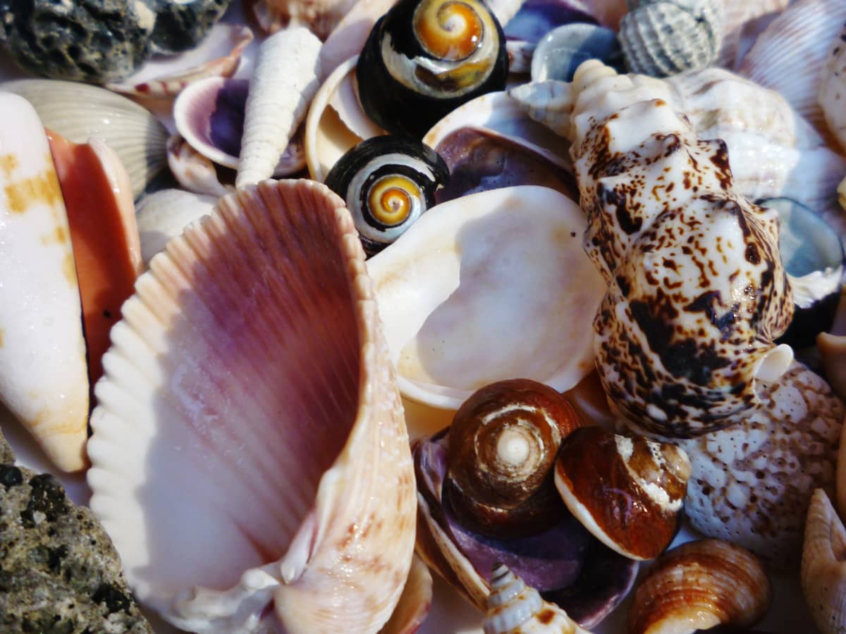 Seashell Symbolism, Shell Meaning, and Everything Else !