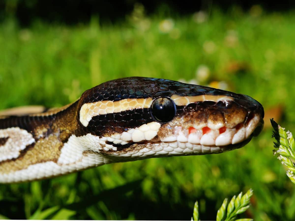 Food For Ball Python Ball Pythons in the Wild: Habitat, Diet, and Behavior - PetHelpful