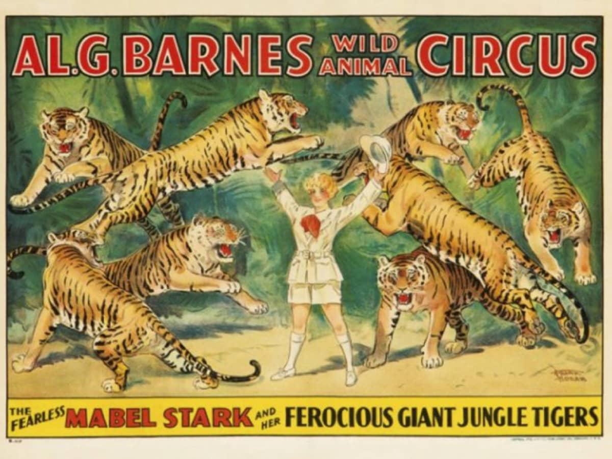 circus tigers