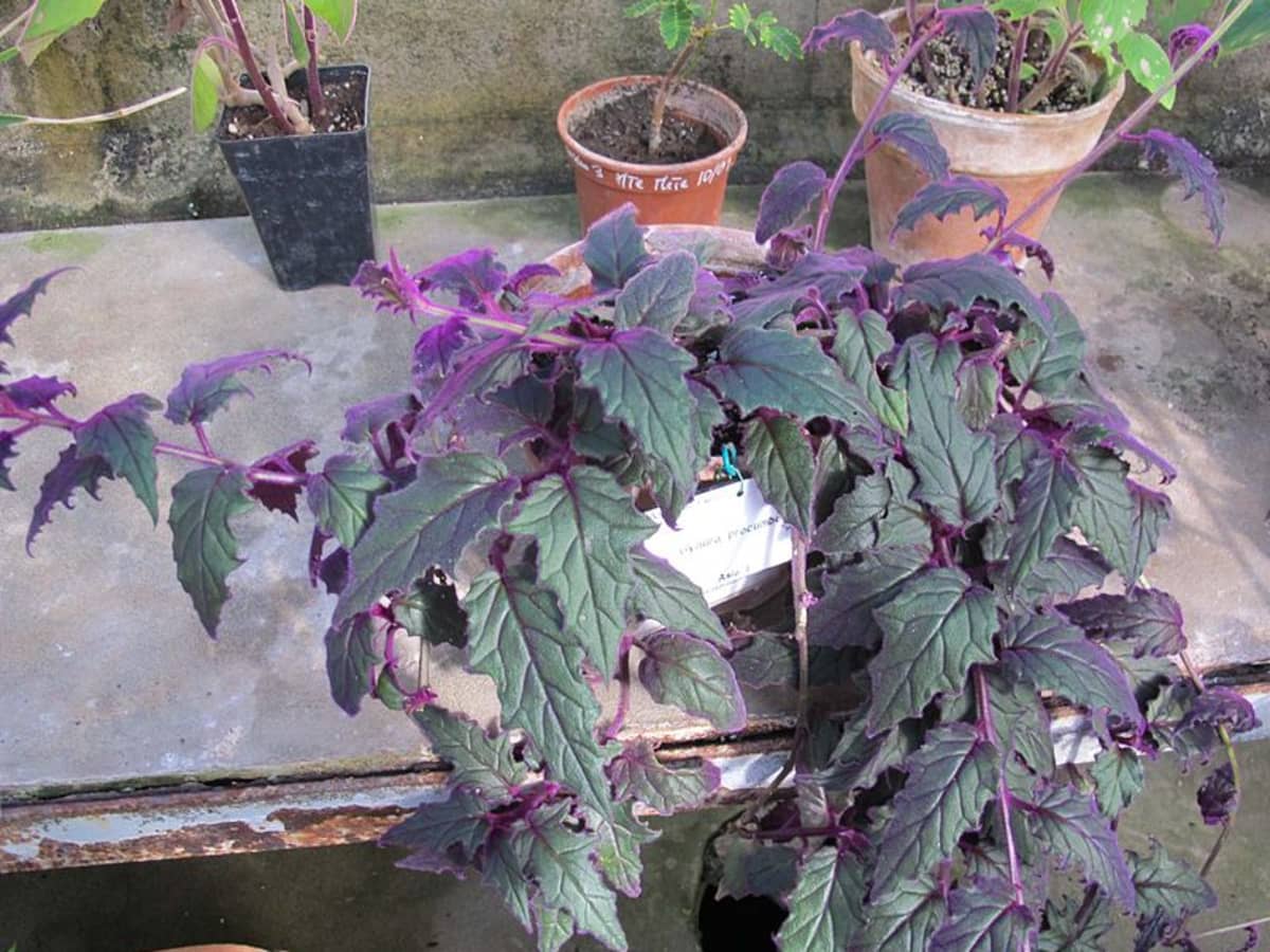 how to grow purple passion plant (velvet plant) - dengarden