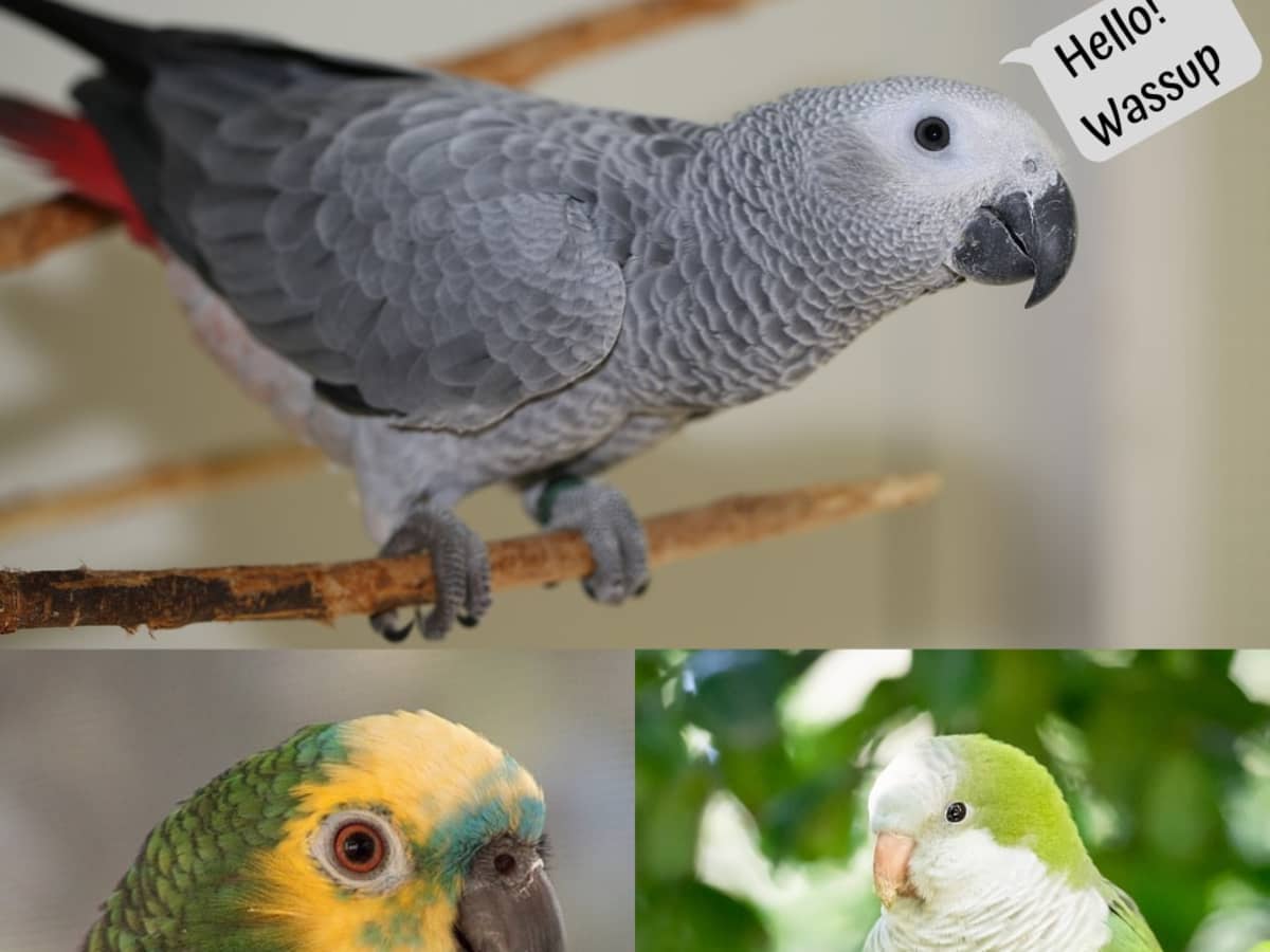 African Grey Parrot Bite: The Power of this Feisty Bird
