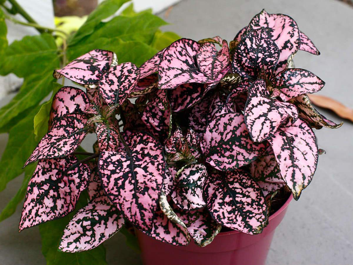 Indoor plant care for red polka dot plant