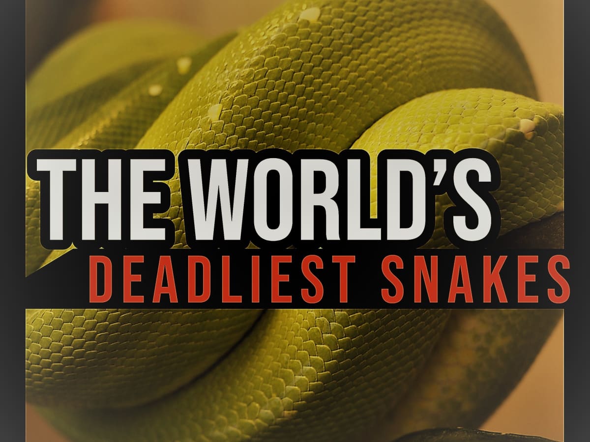 15 Deadliest Snakes in The World