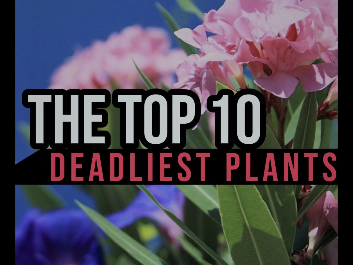 The Top 10 Deadliest Plants World - Dengarden