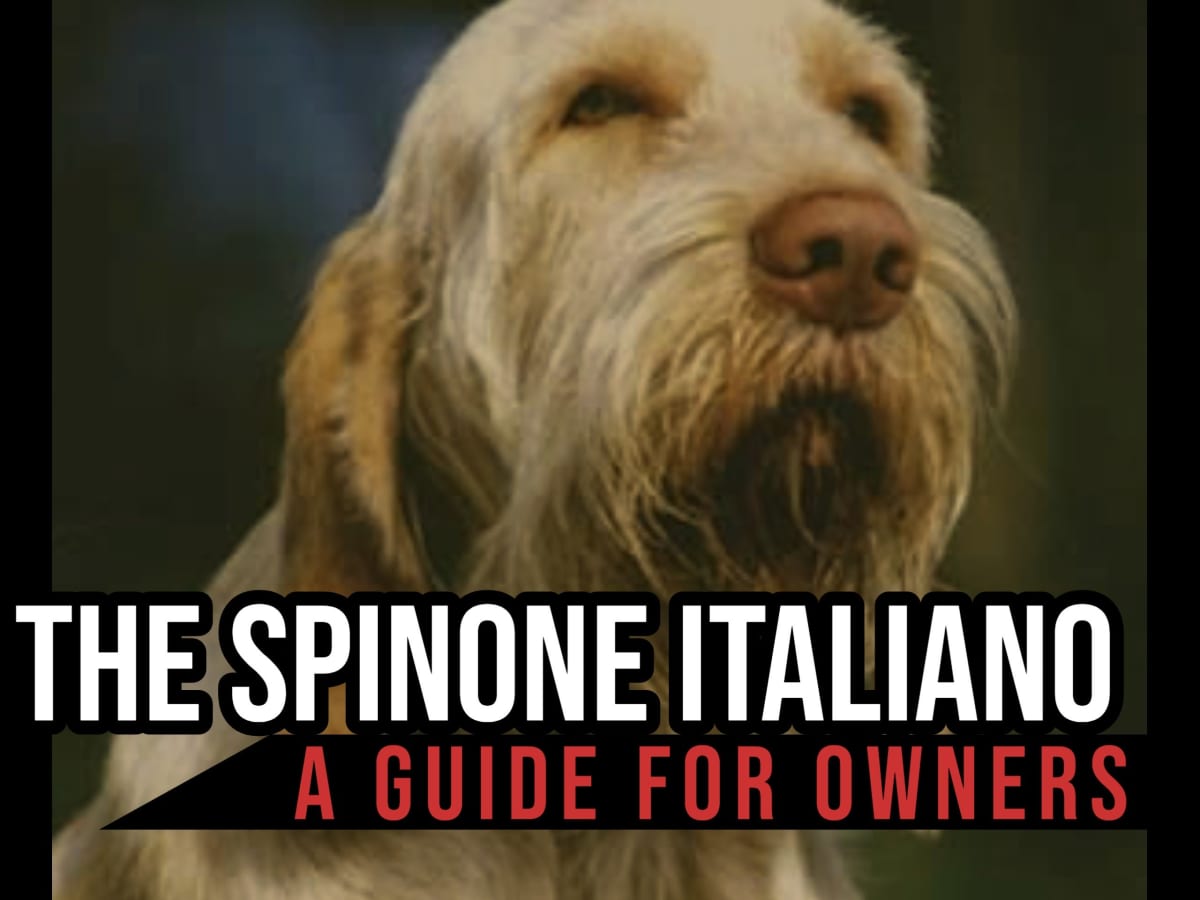 16x16 Spinone Italiano Throw Pillow Spinone Italiano Dog Gifts Italian Griffon Dog Mom Bracco Spinoso Dad Multicolor