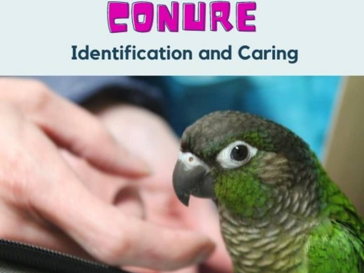 green cheek conure for beginners