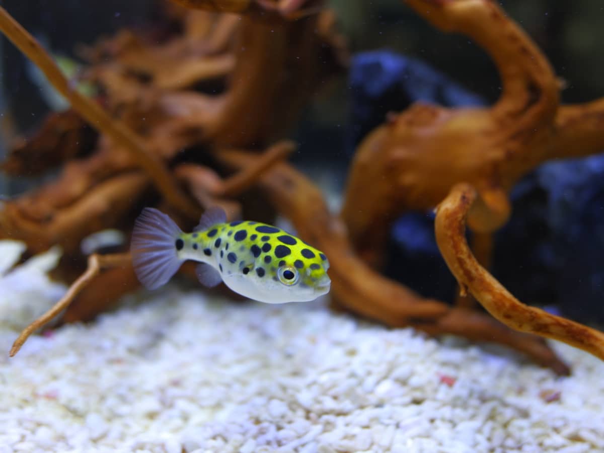 10 Best Fish for a 10-Gallon Tank Setup (and 5 Worst) - PetHelpful